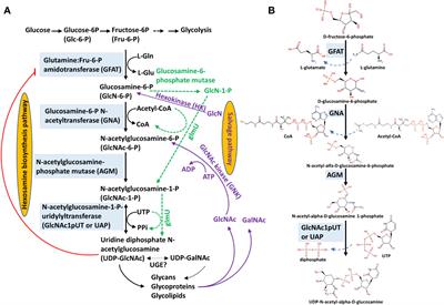 Hexosamine biosynthesis and related pathways, protein N-glycosylation and O-GlcNAcylation: their interconnection and role in plants